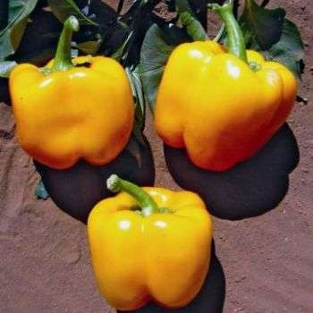 Sweet Golden Cal Wonder Pepper Seeds - Capsicum annuum - Vegetable Seeds