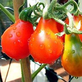 Tomato Red Pear - Lycopersicon esculentum Heirloom Seeds â Vegetable Seeds
