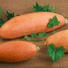 Jumbo Squash - Winter Pink Banana - Cucurbita maxima - Vegetable Seeds