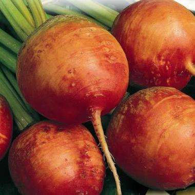 Beet Golden Detroit - Beta vulgaris - Vegetable Seeds