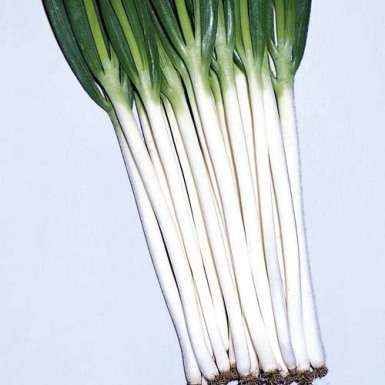 Onion Bunching Tokyo Long White Seeds - Japanese Heirloom Vegetable - Allium fistulosum