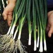 50 Onion Bunching Tokyo Long White Seedsâ Japanese Heirloom Vegetable - Allium fistulosum