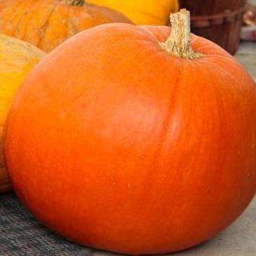 5 Pumpkin âBig Maxâ Seeds - Cucurbita maxima - Vegetable Seeds