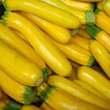 Golden Zucchini Squash Seeds - Cucurbita pepo - Vegetable Seeds