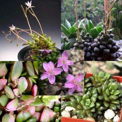 50 Anacampseros Mix Species Seeds, Indigenous South African Succulent Seeds for Sale in South Africa