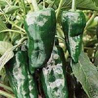Poblano Ancho Hot Chilli Pepper Seeds - Capsicum annuum Ã¢ÂÂ Chili Chile - Vegetable