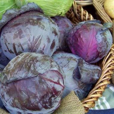 50 Cabbage Red Acre Seeds - Brassica oleracea var. capitata rubra - Heirloom Vegetable