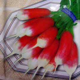 60 Radish French Breakfast Seeds - Raphanus sativus - Vegetable Seeds