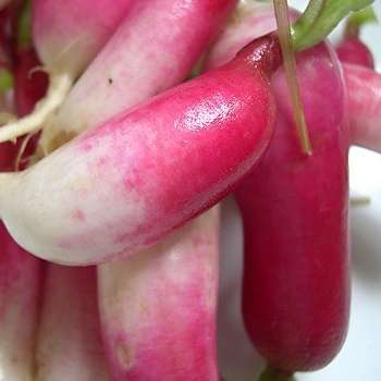 Radish French Breakfast Seeds - Raphanus sativus - Vegetable Seeds