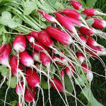 5 Radish French Breakfast Seeds - Raphanus sativus - Vegetable Seeds