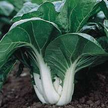 100 Chinese Cabbage Pak Choi White Stem Seeds - Brassica rapa chinensis - Vegetable Seeds