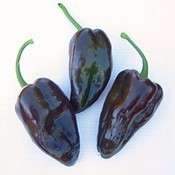10 Mulato Isleno Hot Chilli Pepper Seeds - Capsicum annuum Chili - Vegetable Seeds- Chile