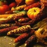 5 Miniature Popcorn - Carousel - Zea mays - Vegetable Seeds