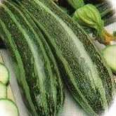 5 Italian Striped Zucchini Squash Seeds - Cucurbita pepo - Vegetable Seeds