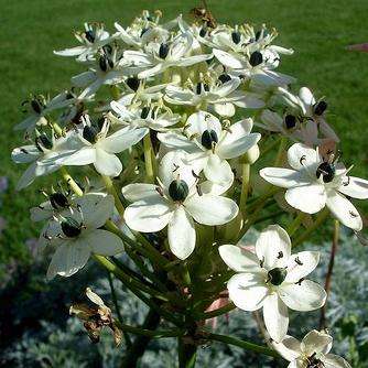 40 Ornithogalum saundersiae Seeds - Indigenous Bulbs Seeds - Giant Chincherinchee; Star of Bethlehem