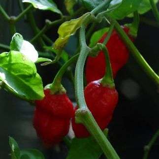 Bhut Jolokia Chilli Seeds - Naga Jolokia - Ghost Chili Seeds - Vegetable Seeds - Capsicum Chile