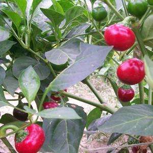 5 Red Sweet Cherry Chilli Pepper Seeds - Capsicum annuum - Vegetable - Chile - Chili