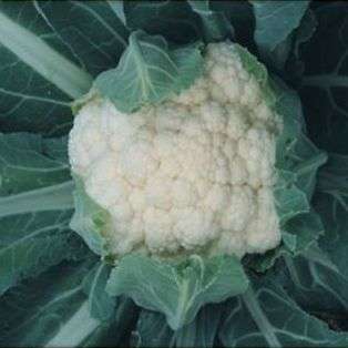 Cauliflower Self Blanche Seeds - Brassica oleracea var. botrytis - Self Blanching Vegetable Seeds
