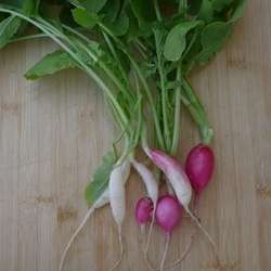 Radish Lady Slipper Seeds - Raphanus sativus Seeds - Vegetable Seeds