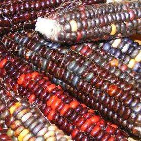 10 Indian Rainbow Ornamental Corn Seeds - Zea mays - Ornamental Vegetable