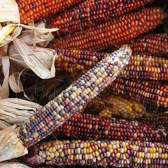 Indian Rainbow Ornamental Corn Seeds - Zea mays Seeds - Ornamental Vegetable