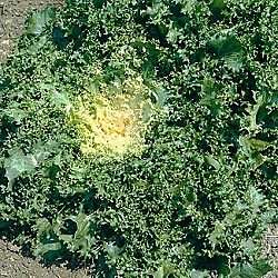 Endive Broadleaf Batavian - Escarole - Chicorium endiva - Vegetable Seeds