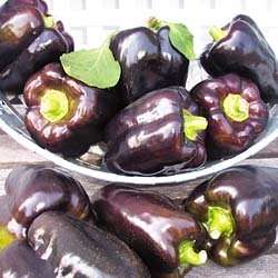 5 Purple Beauty Sweet Pepper Seeds - Capsicum annuum - Vegetable Seeds