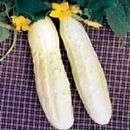 Cucumber Bianco Lungo - Italian White Cucumber Seeds - Cucumis sativus - Heirloom Vegetable Seeds