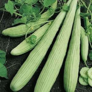 Armenian Cucumber Seeds - Cucumis melo var flexuosus - Heirloom Vegetable Seeds