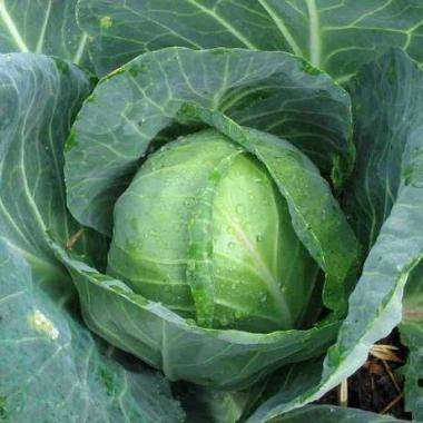 60 Cabbage Early Golden Acre Seeds - Brassica oleracea - Vegetable Seeds