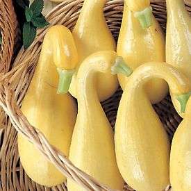 Squash Yellow Crookneck Seeds - Cucurbita pepo - Vegetable Seeds