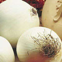 50 Onion White Sweet Spanish Seeds - Allium cepa - Vegetable Seeds - Get Free Gifts PayPal Accepted