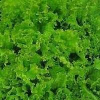 Lettuce Grand Rapids Seeds - Lactuca sativa - Vegetable Seeds