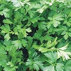 Parsley Italian Flat Leaf Seeds - Petroselinium crispum - Culinary Herbs