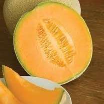 Cantaloupe Hales Best Jumbo Sweet Melon Spanspek - Cucumis melo - Fruit Seeds