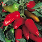10 Fresno Hot Chilli Pepper Seeds - Capsicum annuum - Chili Chile - Vegetable Seeds