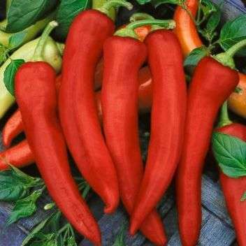 13 Anaheim Hot Chilli Pepper Seeds - Capsicum annuum - Chili Chile - Vegetable Seeds