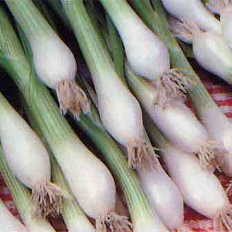 Onion Green Bunching - Allium fistulosum - Vegetable Seeds