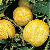 True Lemon Cucumber Seeds - Cucumis sativus - Vegetable Seeds