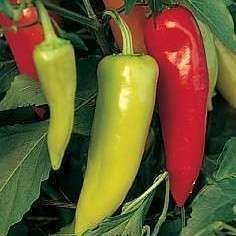 Hungarian Hot Wax Chilli Pepper Seeds â Capsicum annuum - Vegetable - Chile - Chili