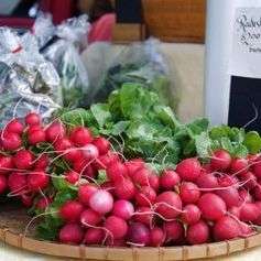 20 Radish Champion Seeds - Raphanus sativus Seeds - Vegetable Seeds