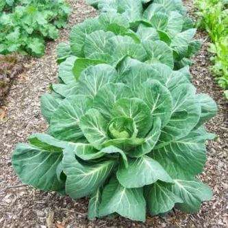 Collards Vates Non Heading Seeds - Brassica oleracea - Vegetable Seeds