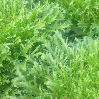 Endive Green Curled Ruffec Seeds - Cichorium endivia - Vegetable Seeds