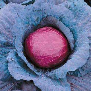 100 Cabbage Mammoth Red Rock Seeds â Brassica oleracea - Vegetable