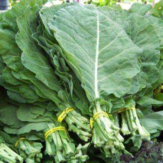 Southern Georgia Collards Seeds - Brassica oleracea - Vegetable Seeds