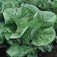 Romaine Lettuce Parris Island Seeds - Lactuca sativa - Heirloom Vegetable Seeds