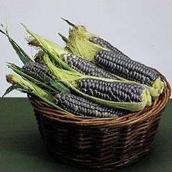 5 Corn Blue Hopi Seeds - Zea mays Seeds - Vegetable Corn Seeds For Sale in RSA