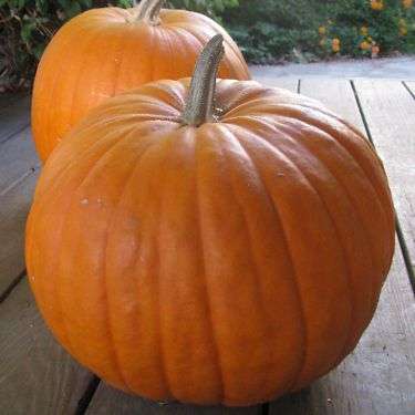 6 Pumpkin Connecticut Field Seeds - Cucurbita maxima Seeds - Heirloom Vegetable Seeds