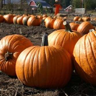 Pumpkin Connecticut Field Seeds - Cucurbita maxima Seeds - Heirloom Vegetable Seeds