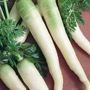 40 Carrot Lunar White Seeds - Daucus carota subsp. sativus - Heirloom Vegetable Seeds